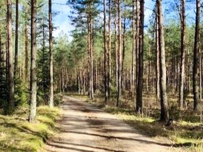 A forested area with a dirt path leading through tall trees. - 5 Person Holiday Home in Tving (Tving)