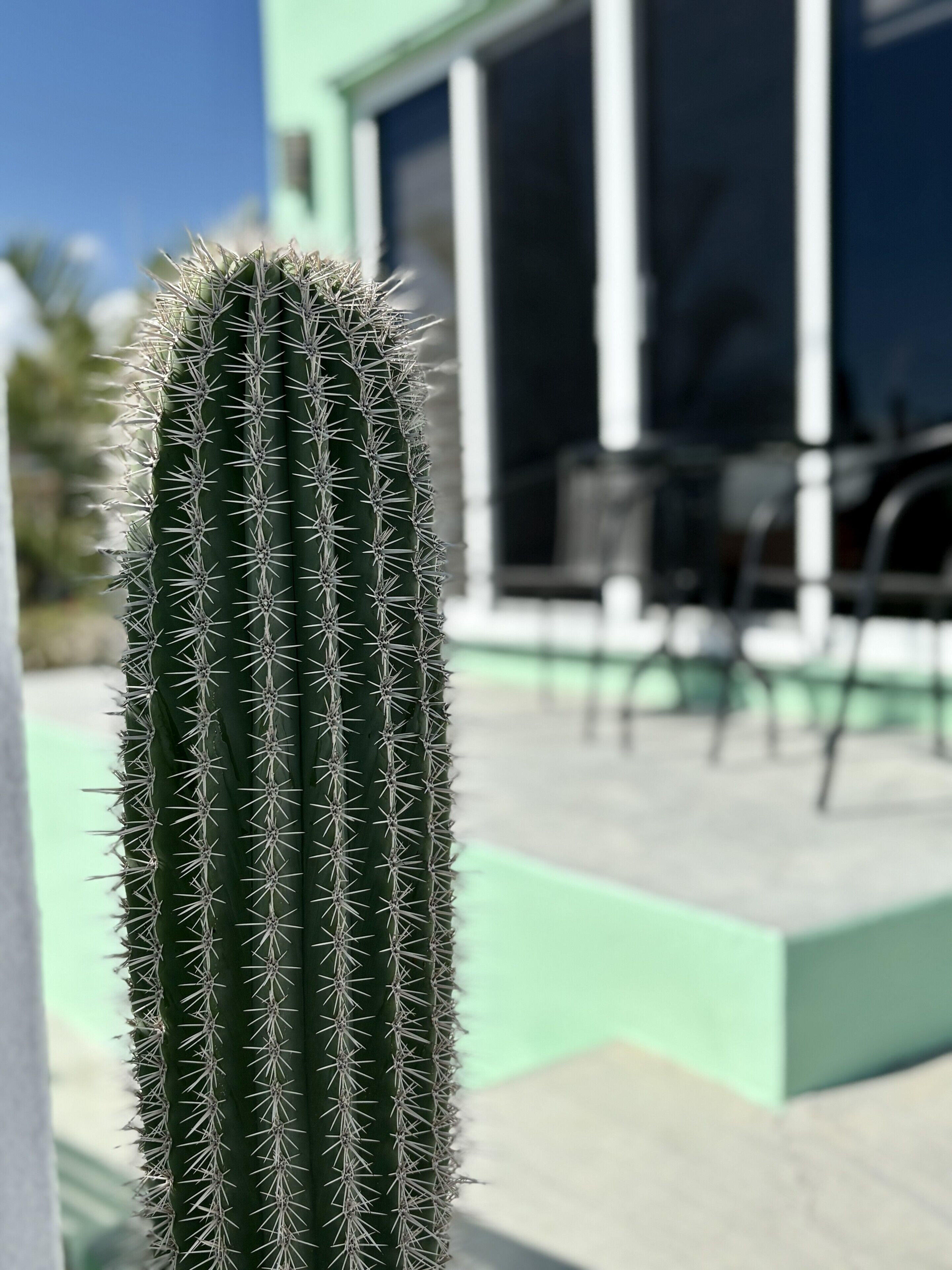 A tall, green cactus with white spines in a courtyard with a building in the background.