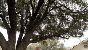 Un grand arbre se dresse devant une maison en briques dotée d’une cheminée.