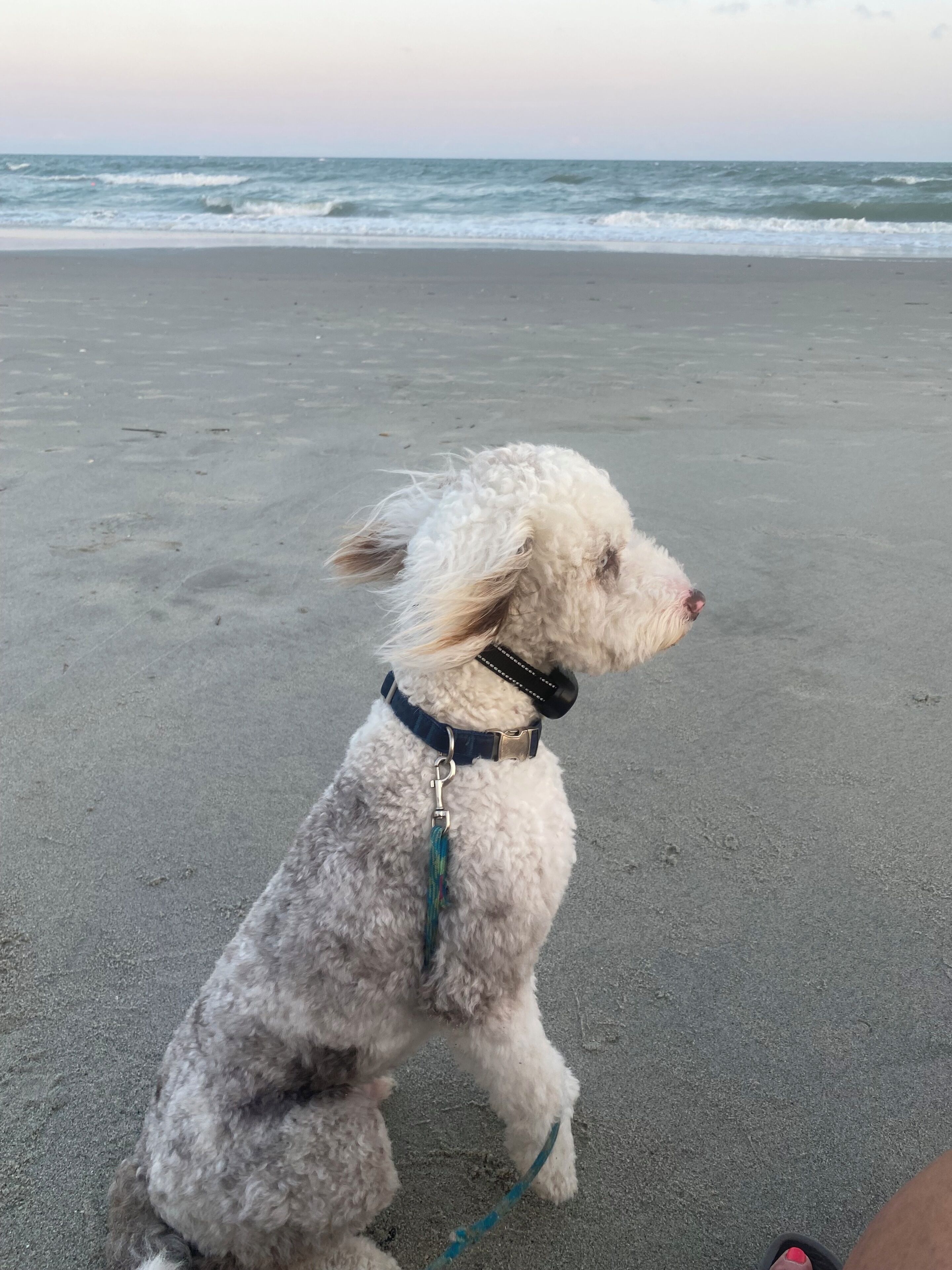 A dog on a beach with waves in the background.