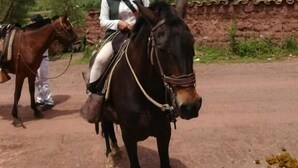 Una persona cavalca un cavallo su un sentiero sterrato, con montagne sullo sfondo.