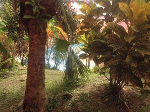 Property grounds - Mango Apartment (Rivière-Salée)