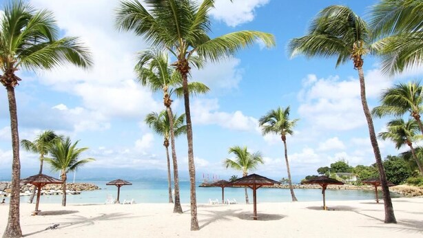 A beach with palm trees and beach umbrellas. - Studio Paradis Le Gosier - Sea view, close to beaches & restaurants (Le Gosier)