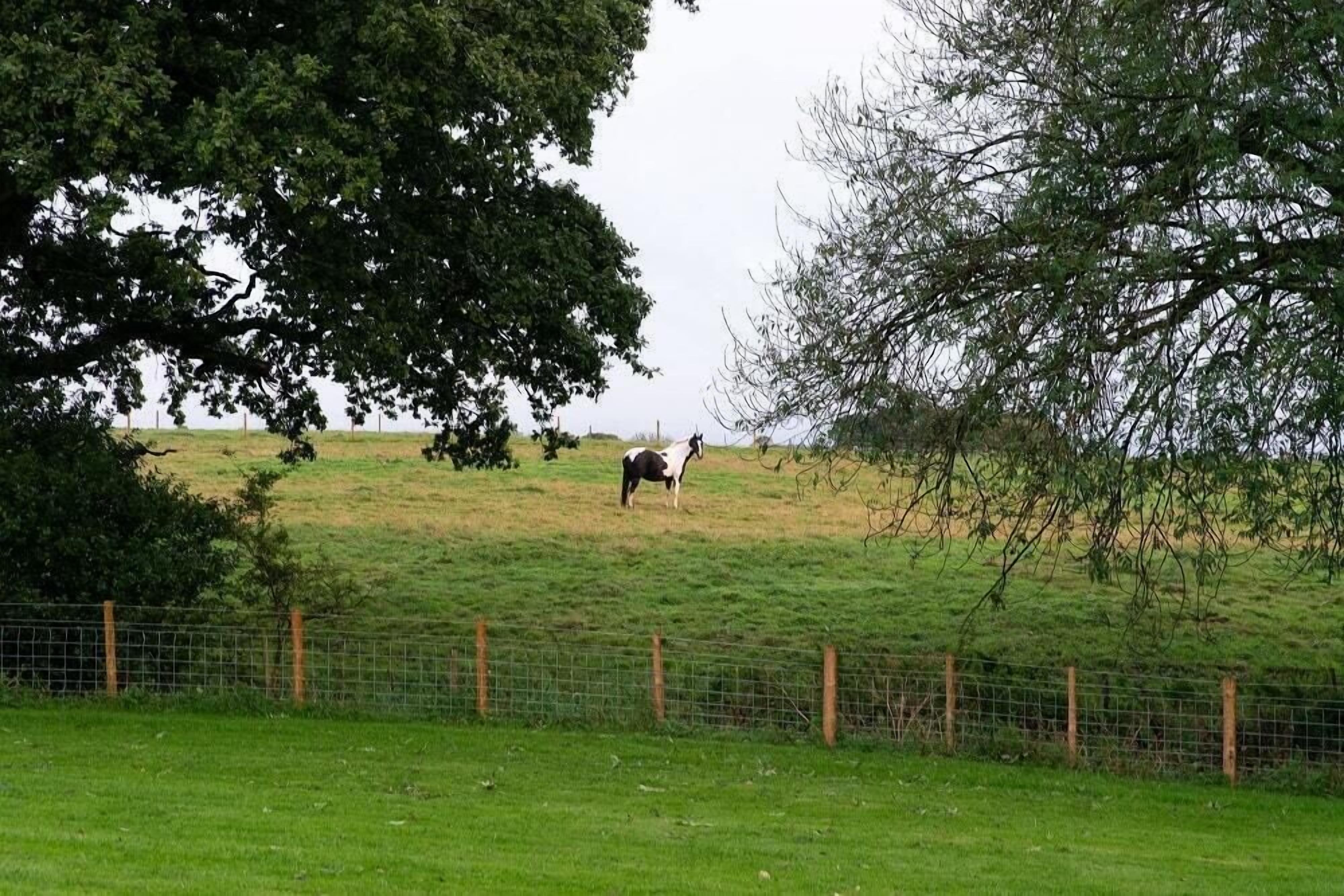 Een omheind weidegebied met een paard dat graast, omringd door bomen.