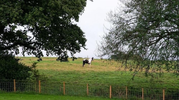 Een omheind weidegebied met een paard dat graast, omringd door bomen.