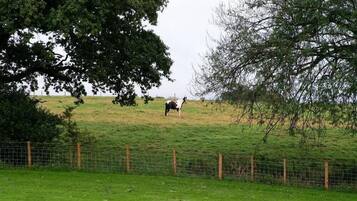 Een omheind weidegebied met een paard dat graast, omringd door bomen.
