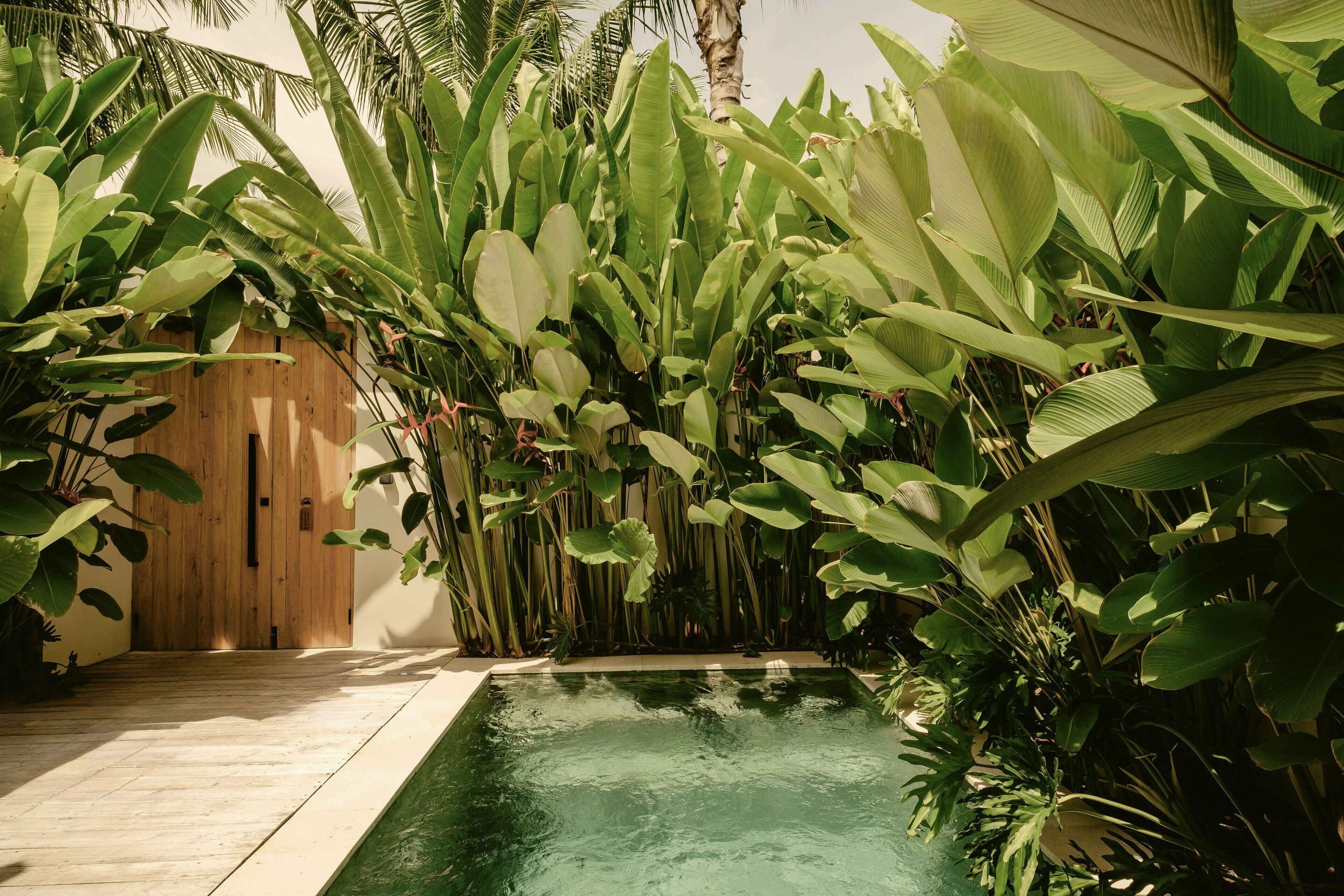 A pool surrounded by lush tropical plants and a wooden door.