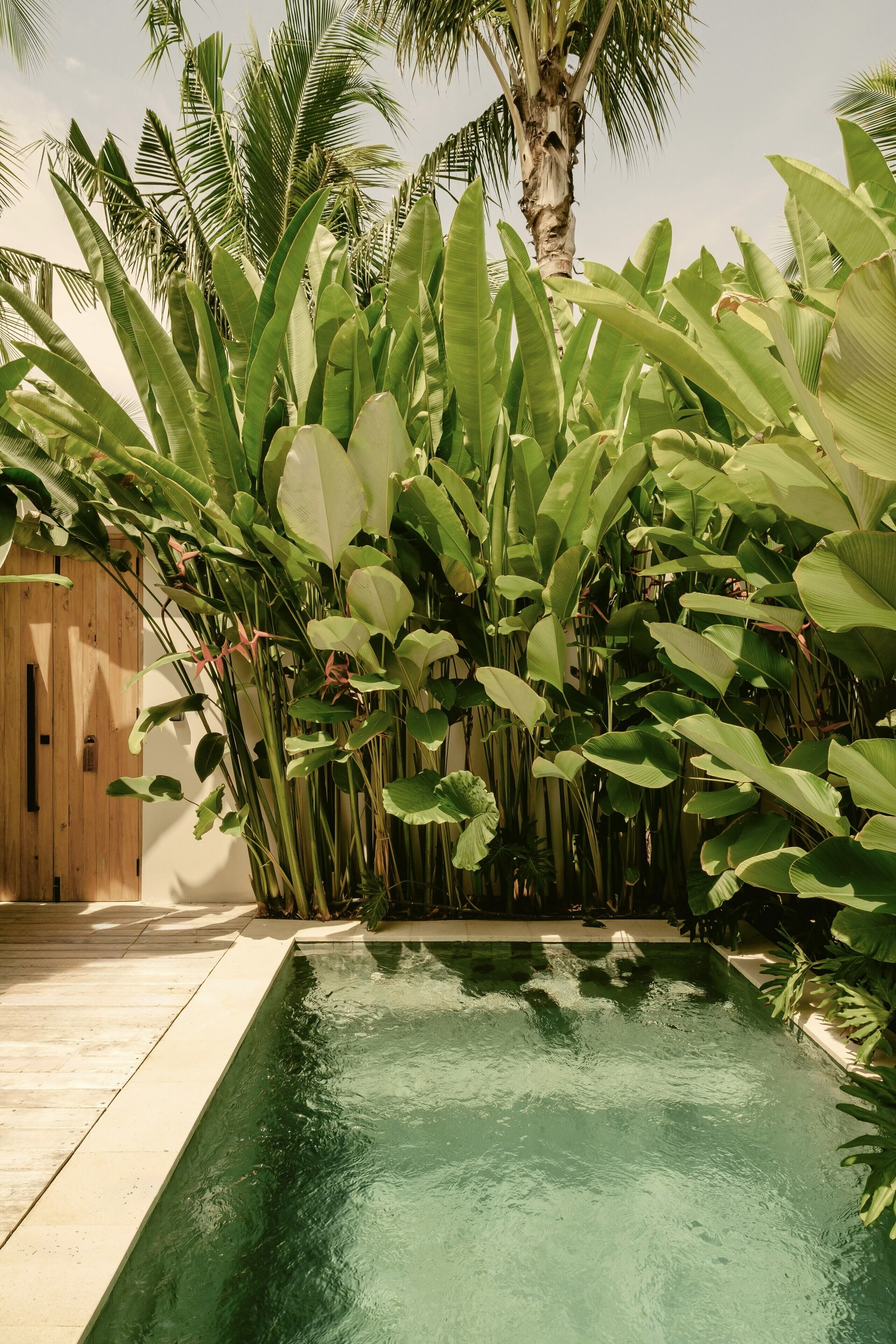 A pool surrounded by lush tropical plants and a wooden structure.
