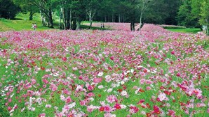 Miscellaneous - Pension Mori no Symphony (Shinano)