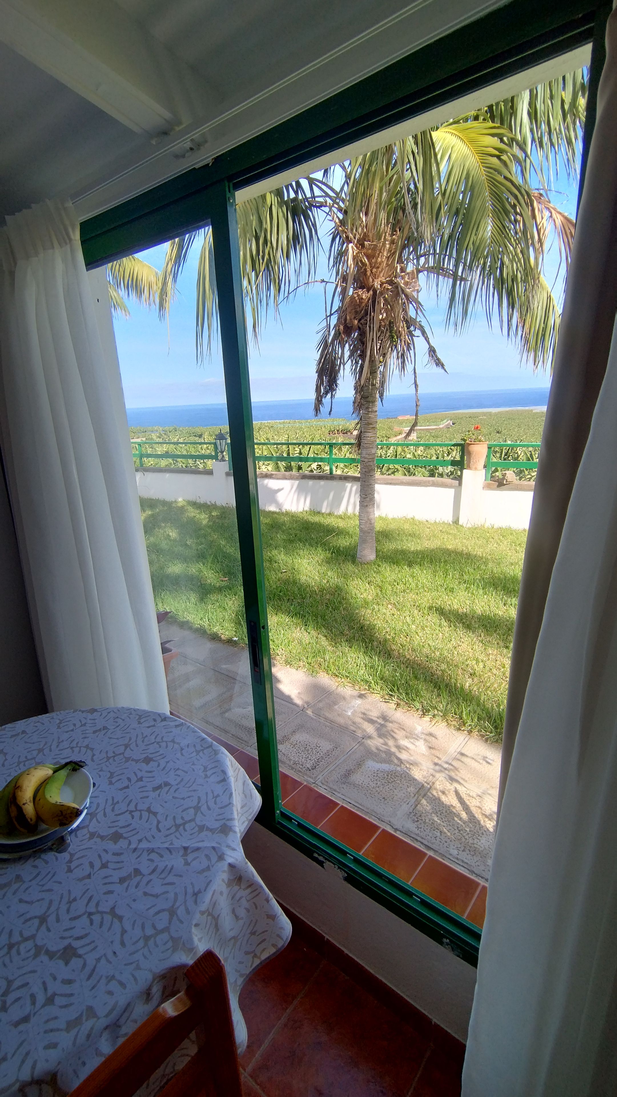 Una habitación con vista a una palmera y al océano a través de un ventanal.