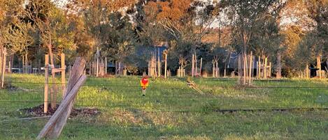 Enceinte de l’hébergement