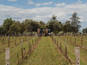 A modern, single-story building with a prominent yellow door, surrounded by a vineyard with rows of grapevines and a wooden fence.