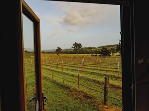A vineyard with rows of grapevines, viewed through a doorway. - Sunset Tiny House at Bluebush Estate 2 by Tiny Away (Rothbury)
