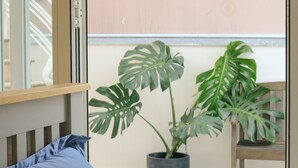 Una habitación con una cama, una planta de monstera en maceta y una silla.