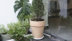 Plantas en macetas en un balcón con una puerta de cristal y una pared blanca al fondo.