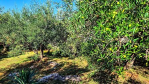 A garden with various plants and trees, including a prominent agave plant. - Vacation home Sandra by Interhome (Krk/Krk)