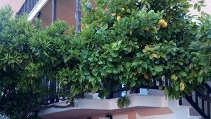 Un edificio con una escalera, una puerta y un pequeño patio con plantas en macetas.