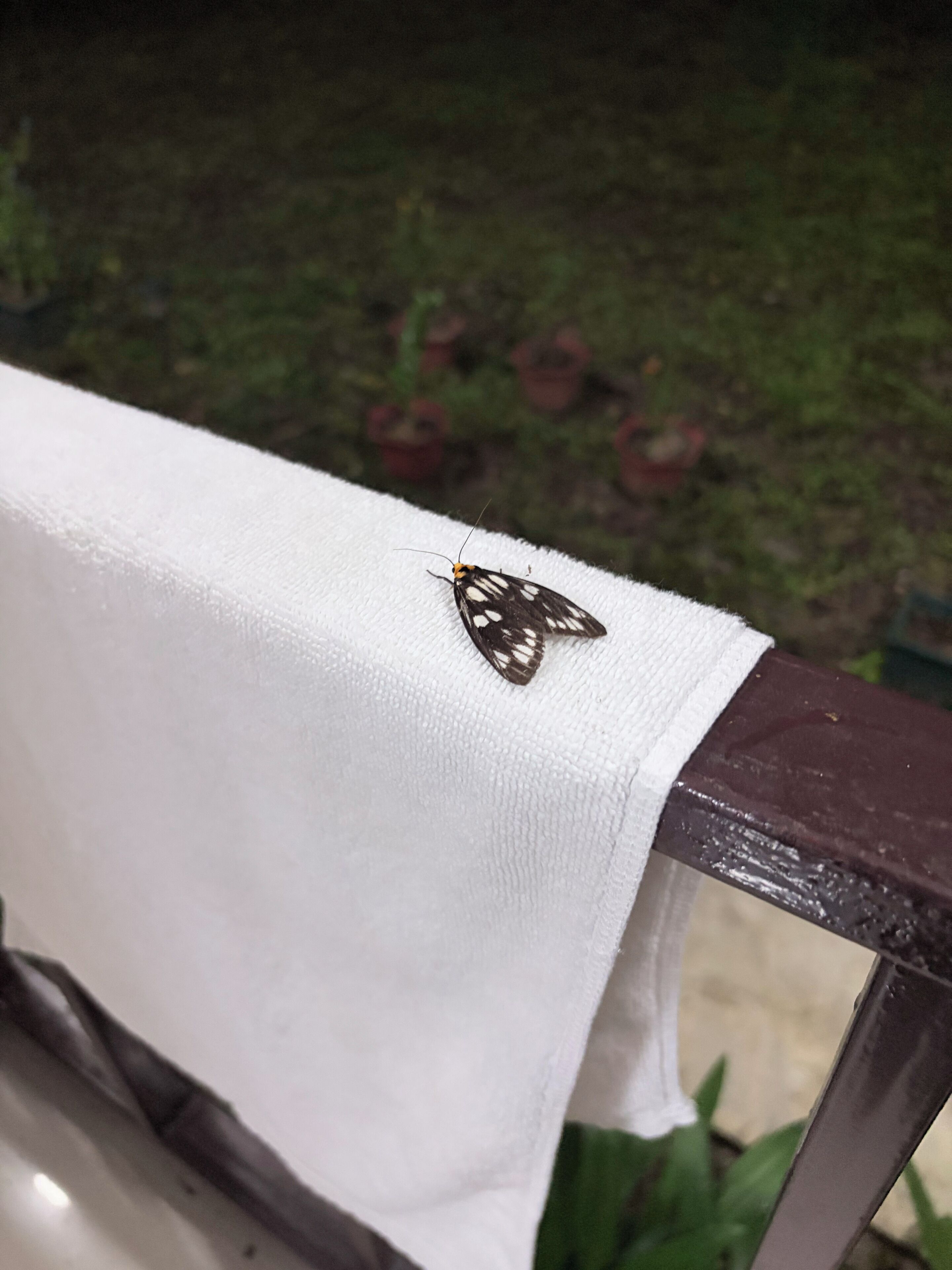 En stol med ett vitt tyg över och en fjäril på.