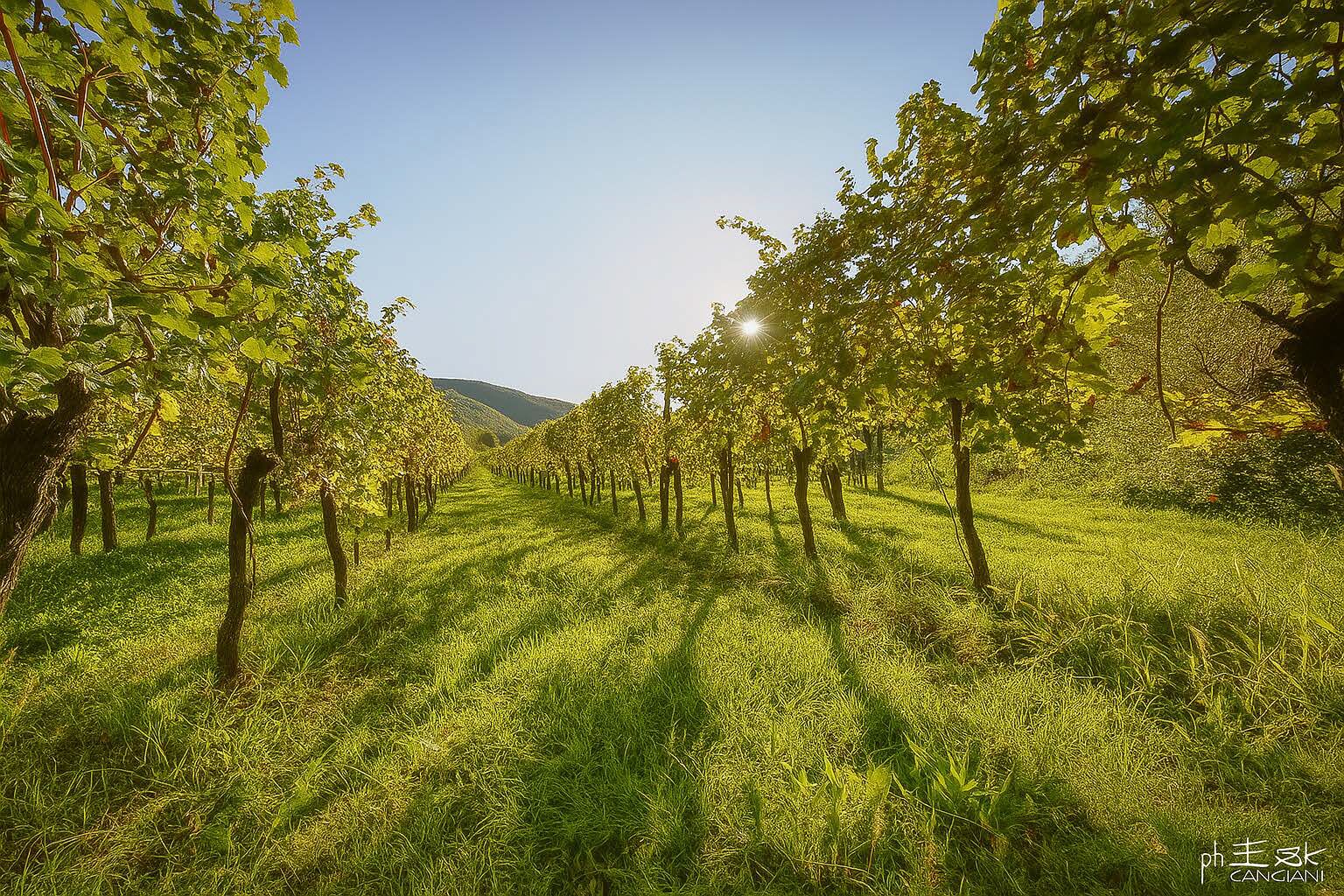 A vineyard with rows of grapevines and a clear sky.