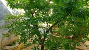 A small tree with green leaves in a courtyard with tiled flooring and a drain cover. - Giulio Collio Suite House (Cormons)