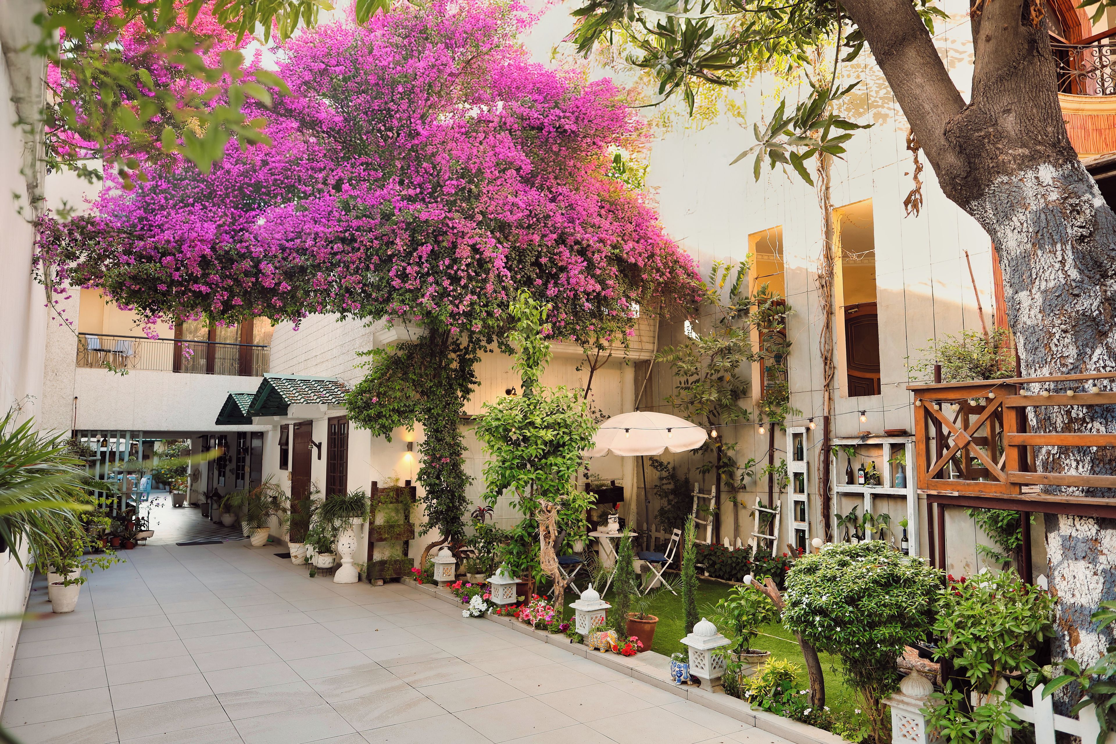 A courtyard with a tree covered in pink flowers, potted plants, and outdoor furniture.