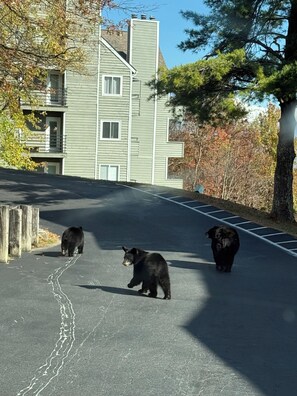 Property grounds - Romantic Smoky Mountain Escape-Hot tub-Pool-fireplace (Gatlinburg)