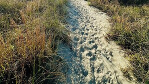 A sandy path leading to a beach with tall grasses on either side.