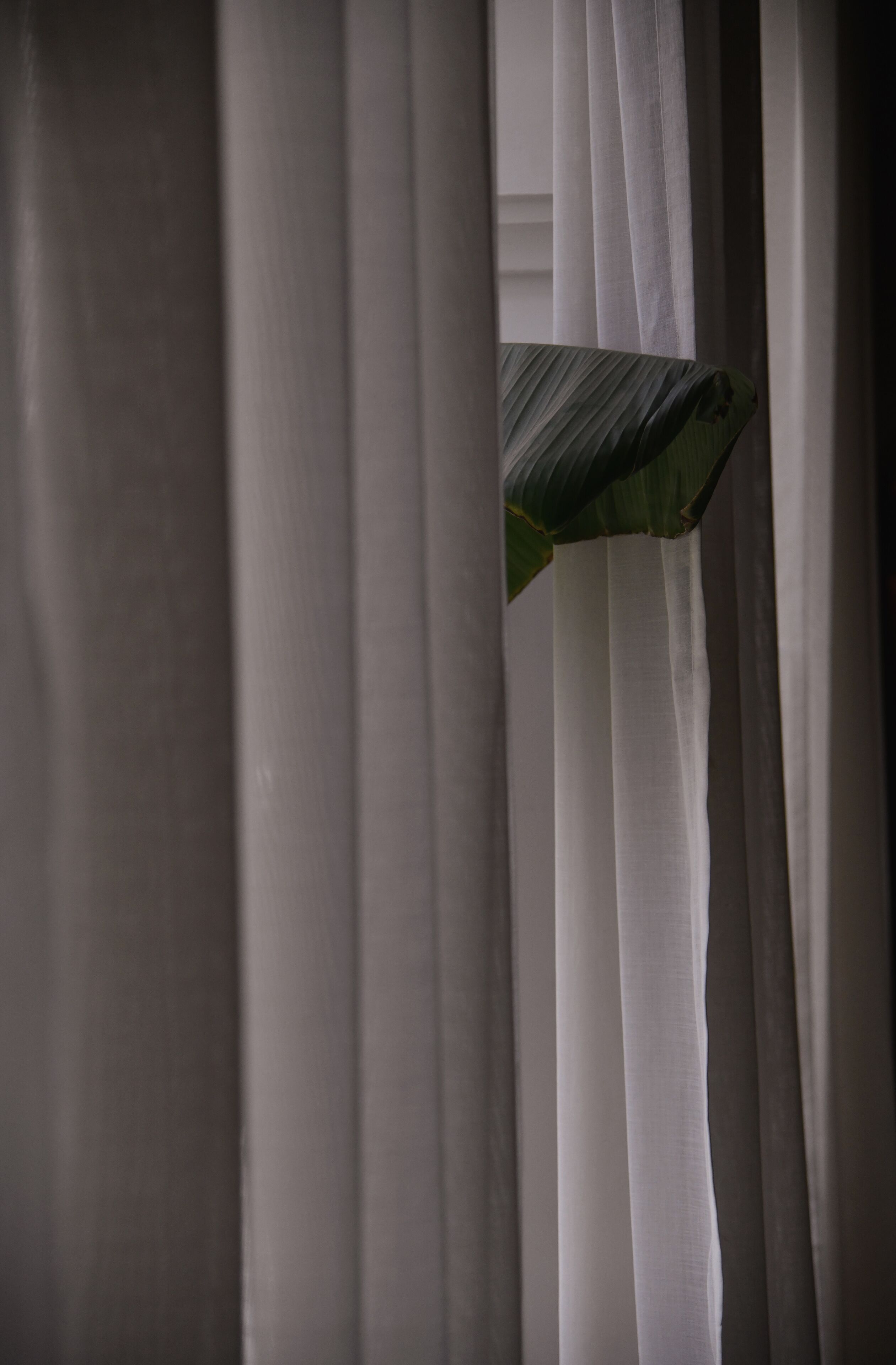 Blick durch transparente Vorhänge, eine Pflanze ist hindurchzublicken.