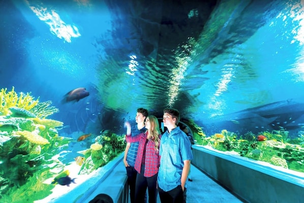 Ein Unterwasser-Aquarium mit klaren Glasswänden, durch das Besucher Meereslebewesen beobachten können.