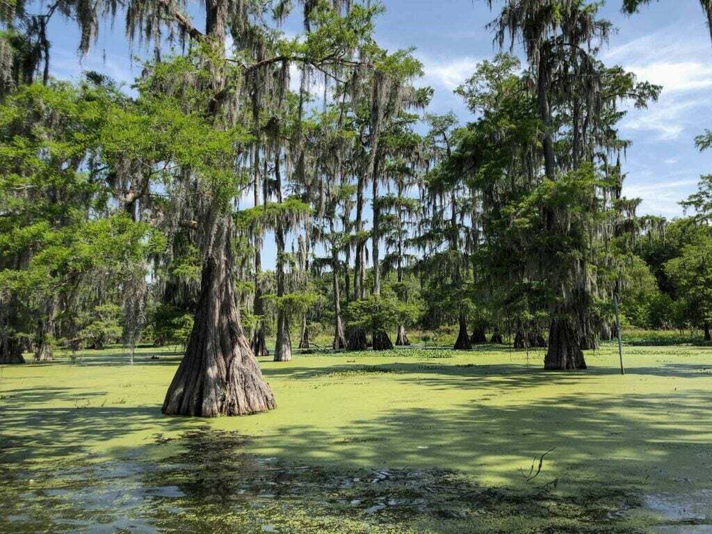 A swampy area with large trees and water.