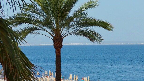 Ein Poolbereich mit Liegestühlen, Sonnenschirmen und einer Palme.