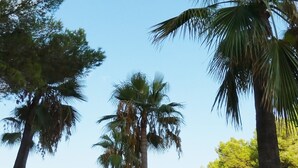 Ein Strand mit Palmen, Liegestühlen und Sonnenschirmen.