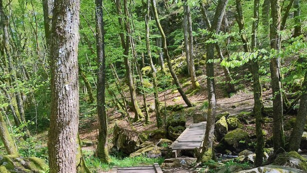 Een houten brug in een bebost gebied met bomen en rotsen.