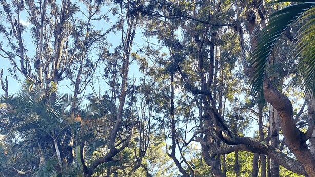 A lush garden with mature trees and a well-maintained lawn. - El Aguacatal (Panajachel)