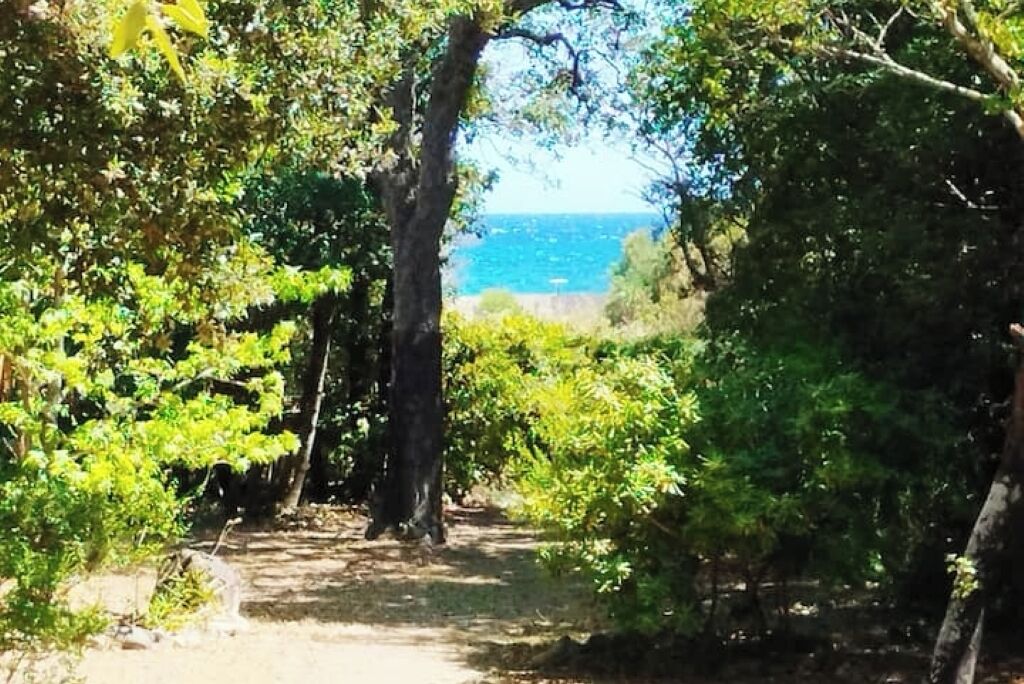 A narrow, shaded path leading to a beach with dense foliage on both sides.