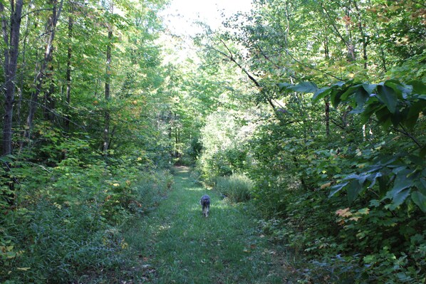 A forest path with dense foliage on both sides.