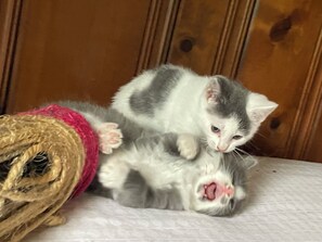 A kitten playing with a toy on a wooden surface. - 4-bedroom 3 full bath house in lovely Bristol with a private yard and patio (Bristol)