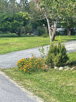 A paved pathway with a small bush and yellow flowers. - 4-bedroom 3 full bath house in lovely Bristol with a private yard and patio (Bristol)
