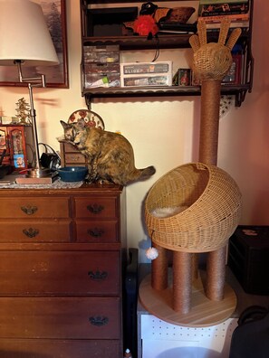 A cat resting on a dresser, a lamp, and a cat tree with a hanging toy. - 4-bedroom 3 full bath house in lovely Bristol with a private yard and patio (Bristol)