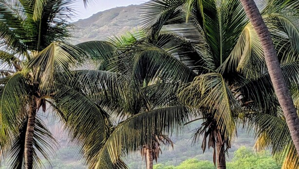 A beach with palm trees and a person sitting on a bench. - Hotel Strela Tarrafal (Tarrafal)
