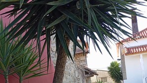 A courtyard with a palm tree, a stone wall, and a building with a red wall and tiled roof.