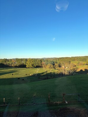 Paisatge rural amb cel serè, camps verds i una franja d'arbres allunyada.