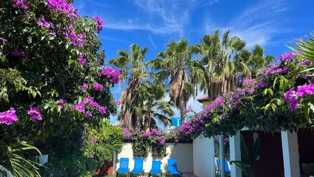 A swimming pool surrounded by lush greenery and palm trees, with blue lounge chairs and a clear blue sky. - 2BR ground level Villa at a TOP location with private Pool ! (Noord)