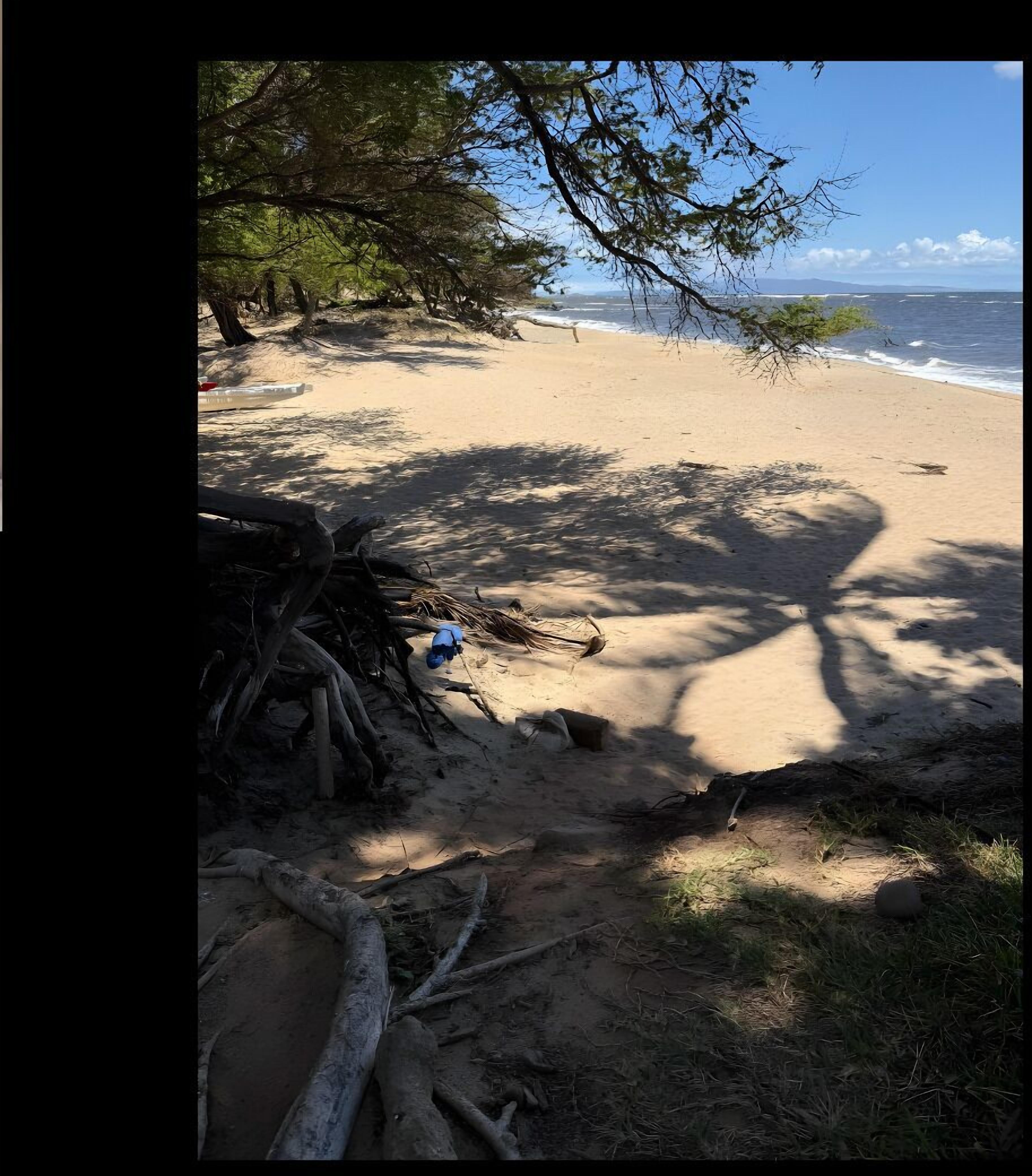 A sandy beach with trees and a clear view of the ocean.