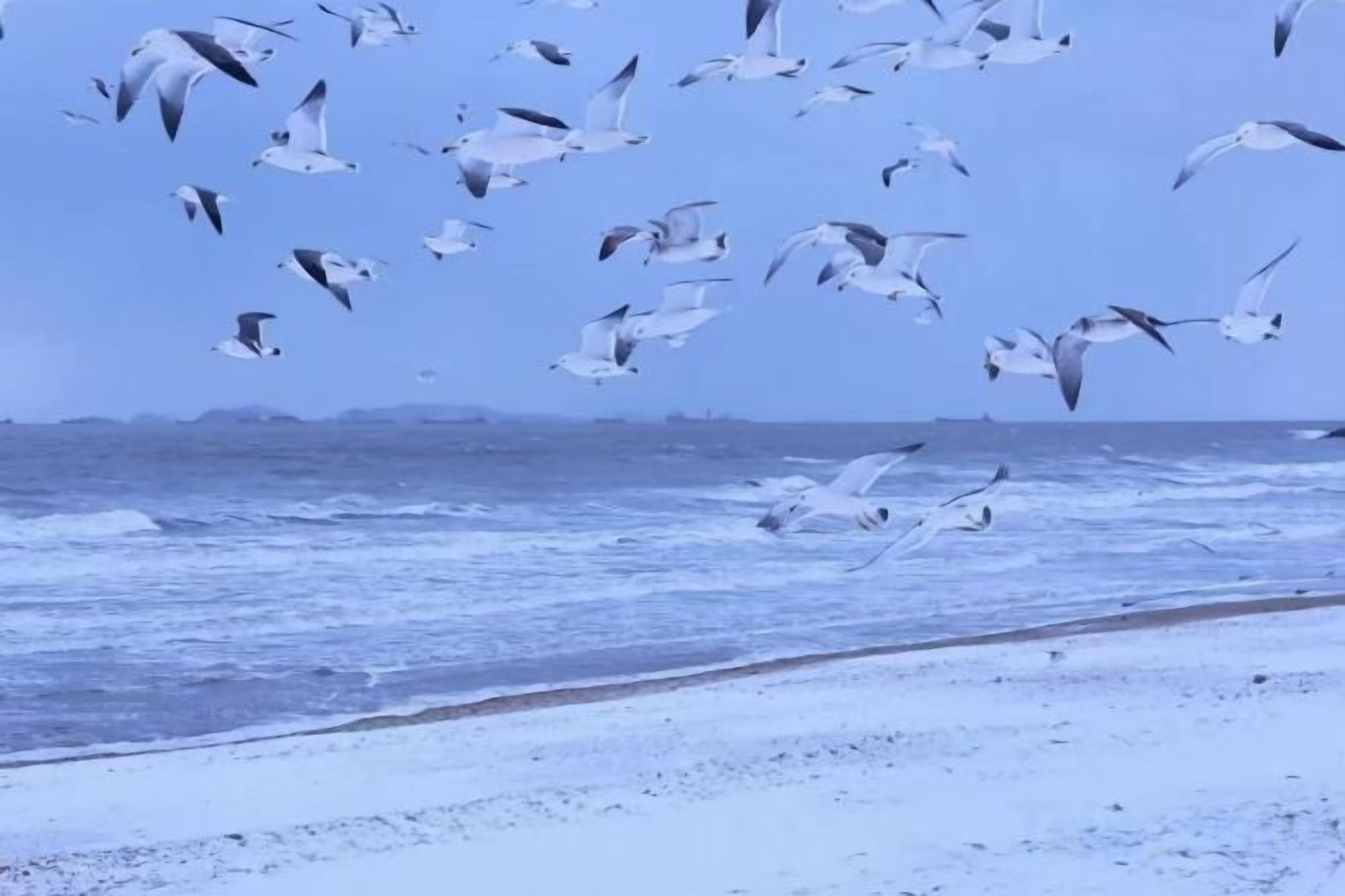 A beach with waves and seagulls flying.