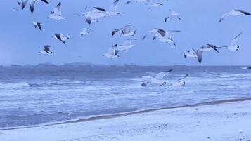 A beach with waves and seagulls flying.