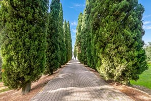 A paved pathway flanked by tall, dense evergreen trees. - Apartment Ciclamino Shared Pool & Activities in Tuscany, Montaione, Italy (Montaione)