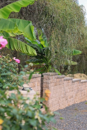 A garden with a stone wall, large banana leaves, and a variety of plants.