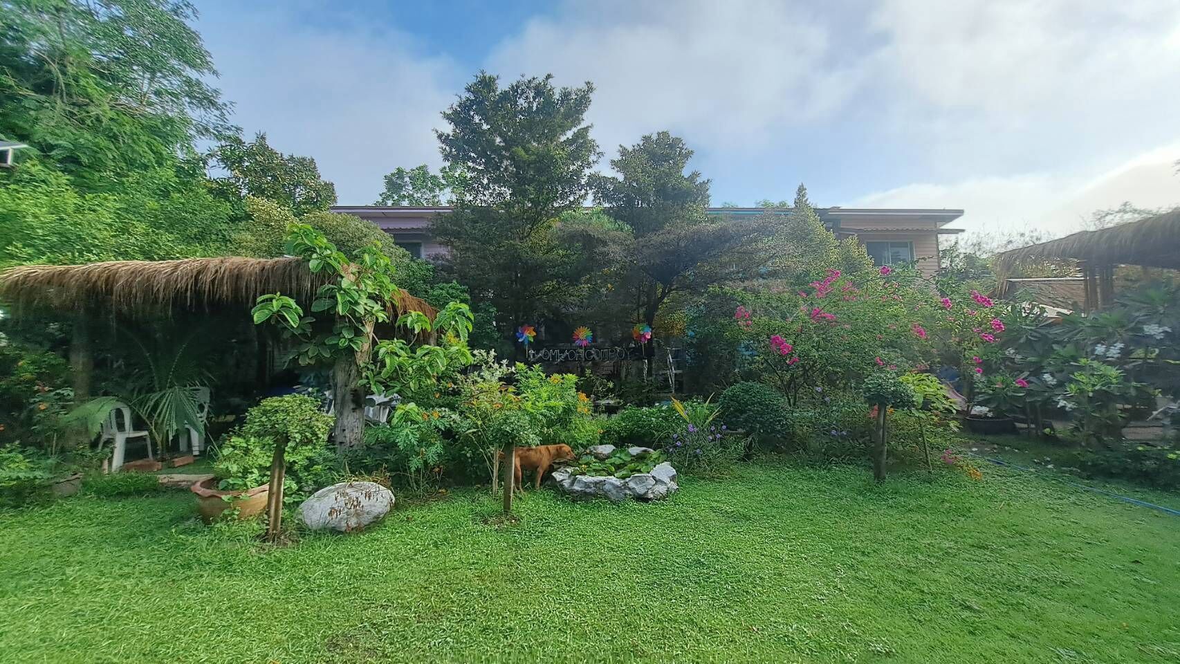 Um jardim exuberante com uma construção de colmo, diversas plantas e um cão.