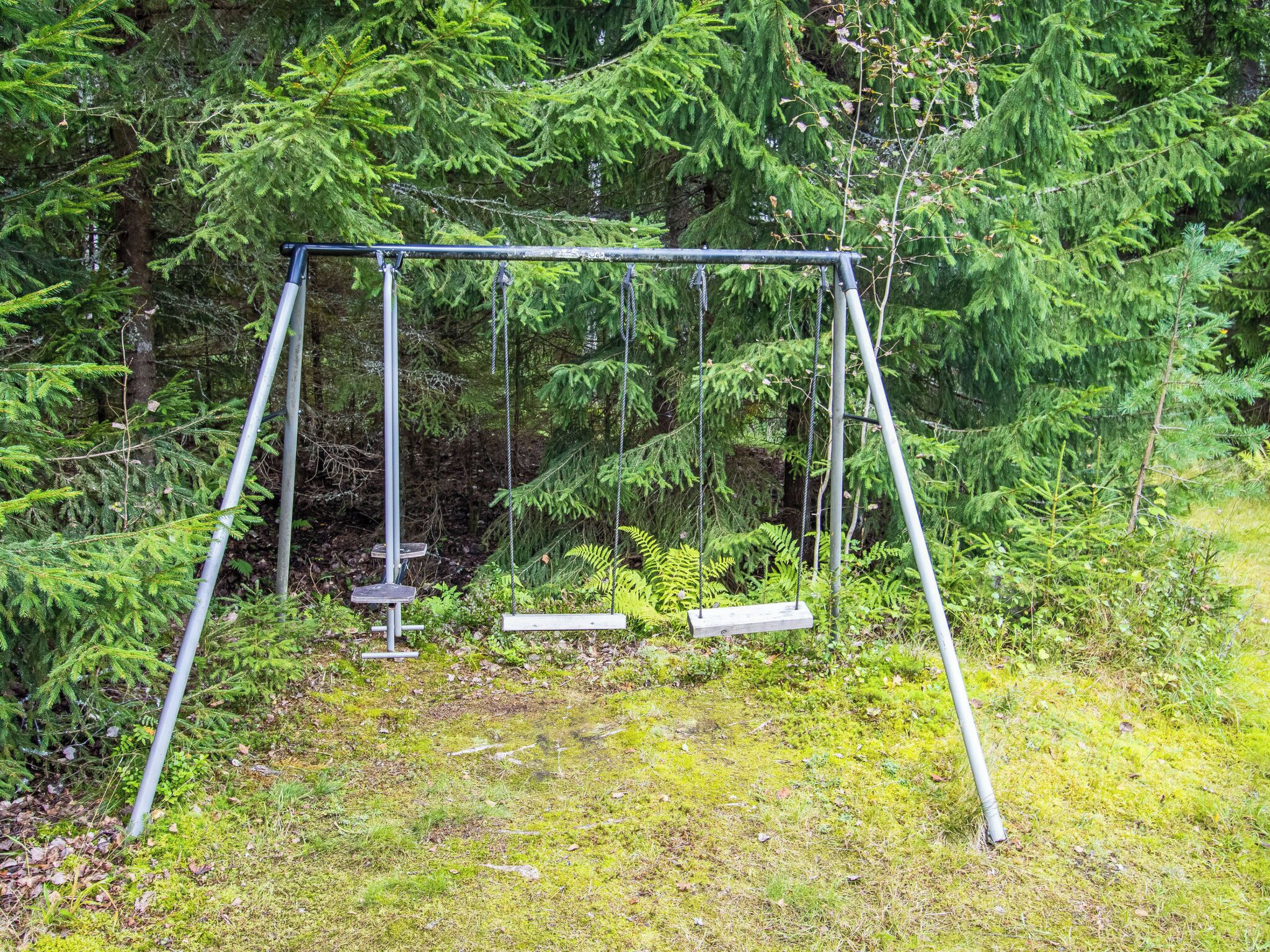Un columpio en un  área boscosa con árboles verdes y tupidos y suelo cubierto de musgo.